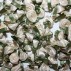 Ribbon Roses - Large - Cream